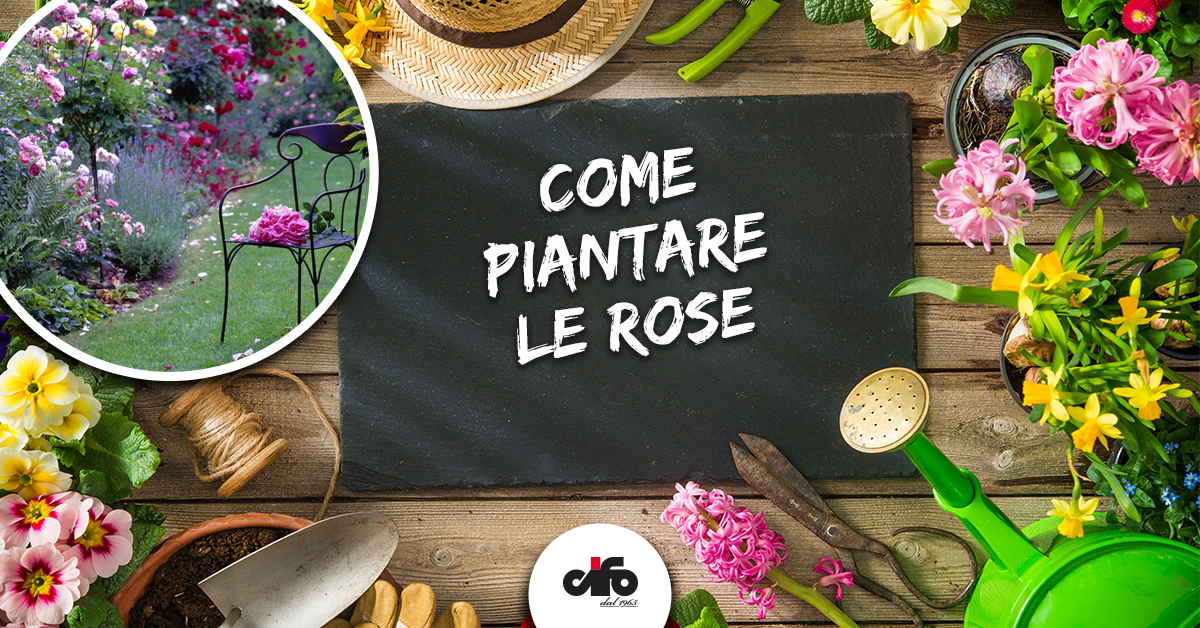 Come Piantare Le Rose Cifo