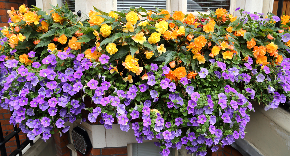 Come coltivare i fiori di vetro e riempire di colori il tuo balcone