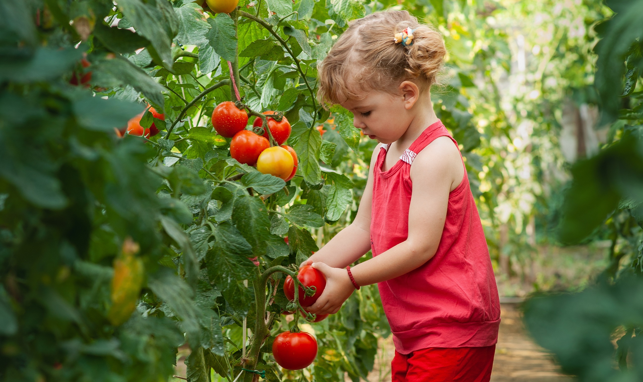 bambina raccoglie pomodori