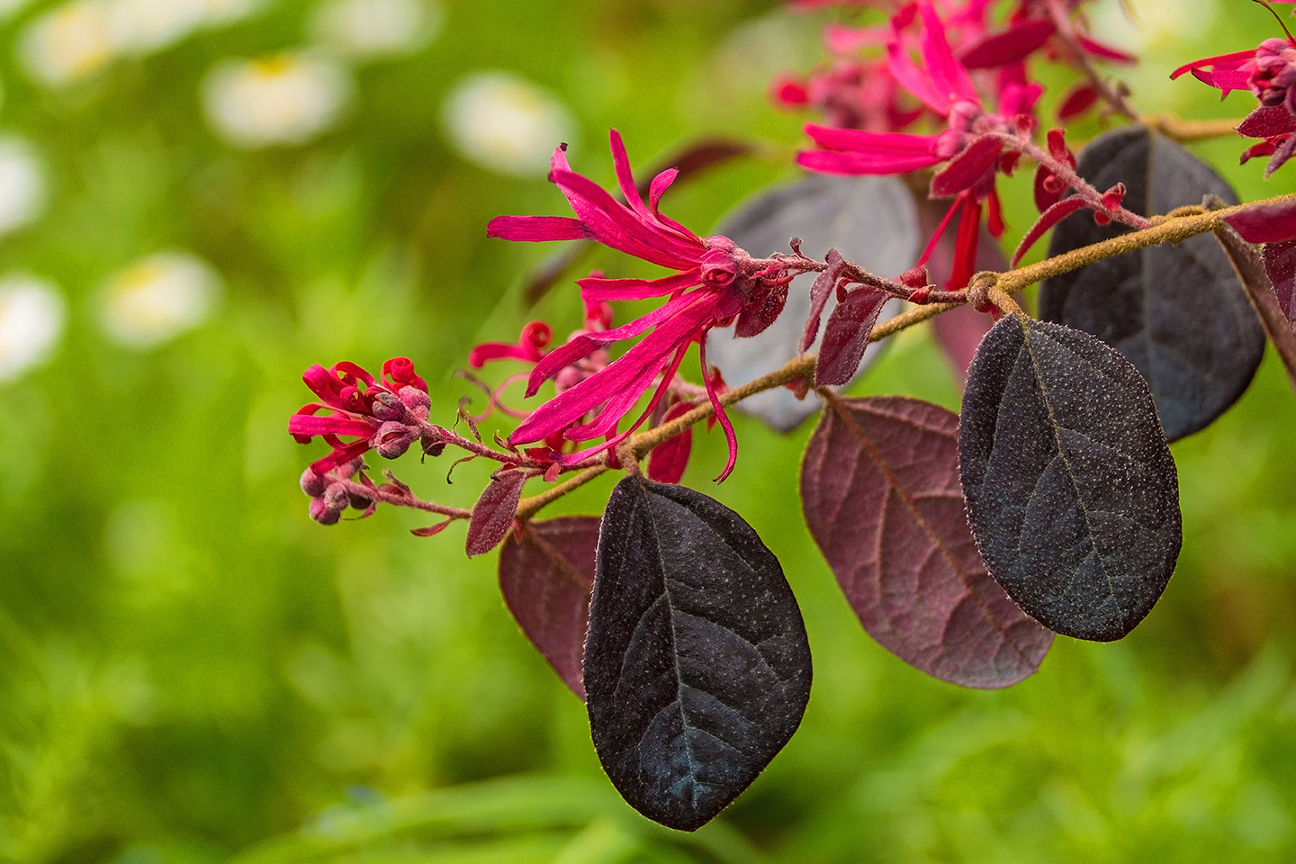 LOROPETALUM: Malattie, Parassiti, Carenze - Cifo