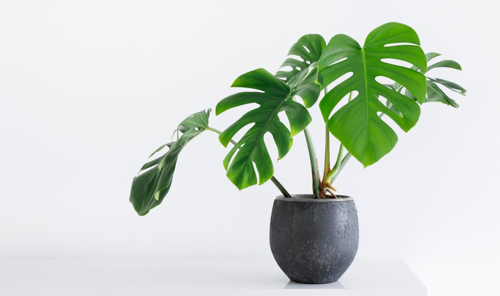 Monstera in vaso