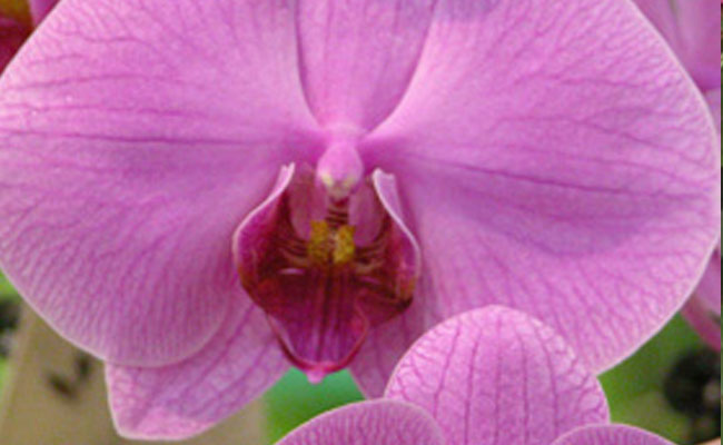 Concime Orchidee Plus - Nutrimento specifico orchidee - Fito